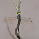 Image of Somatochlora viridiaenea