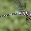 Image of Rhionaeschna dugesi