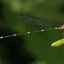 Image of Ceylonosticta digna