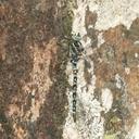 Image of Rhionaeschna eduardoi