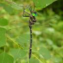 Image of Macromia taeniolata