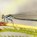 Image of Anisopleura lestoides