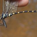 Image of Macromia aculeata