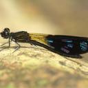 Image of Aristocypha spuria
