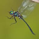 Image of Somatochlora ozarkensis