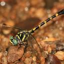 Image of Paragomphus capricornis