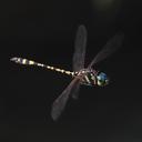 Image of Pentathemis membranulata