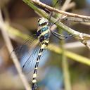 Image of Macromia tillyardi
