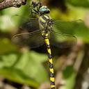 Image of Thecagaster insignis