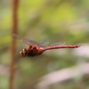 Image of Anax rutherfordi