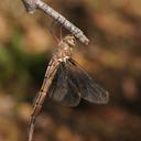 Image of Austrocordulia