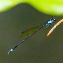 Image of Nososticta salomonis