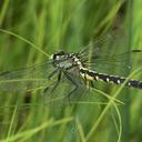 Image of Trigomphus nigripes