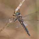 Image of Epitheca spinosa