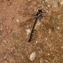 Image of Teinopodagrion meridionale