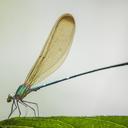 Image of Vestalis apicalis