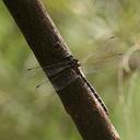 Image of Austroaeschna pinheyi