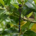 Image of Anax mandrakae