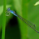 Image of Enallagma divagans