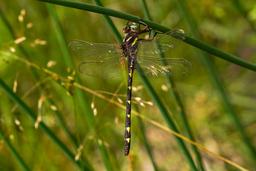 A male Brown Spiketail hanging from a reed.