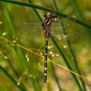 Image of Zoraena bilineata