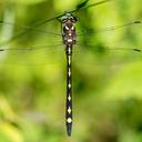 Image of Zoraena obliqua