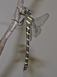 An image of an Apache Spiketail uploaded from iNaturalist.