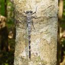 Image of Tachopteryx