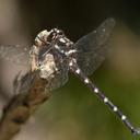 Image of Petaluroidea