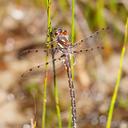 Image of Austropetaliidae