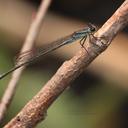 Image of Pseudagrion syriacum