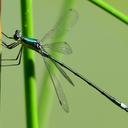Image of Lestes inaequalis