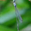 Image of Indolestes