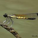 Image of Libellago indica