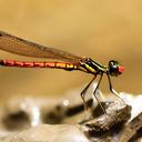 Image of Libellago sumatrana