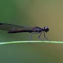 Image of Libellago hyalina