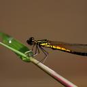 Image of Libellago lineata