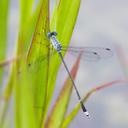 Image of Lestes praemorsus