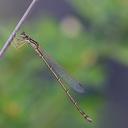 Image of Austrosticta