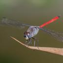 Image of Lathrecista asiatica