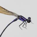 Image of Argia schneideri