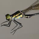 Image of Megalestes gyalsey