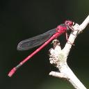 Image of Megalagrion