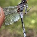 Image of Aethiothemis ellioti