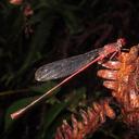 Image of Megalagrion oahuense