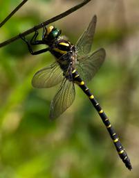 A male Golden-ringed Dragonfly (Cordulegaster boltonii)