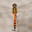 Image of Austrothemis