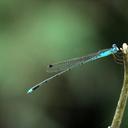 Image of Indolestes pulcherrimus