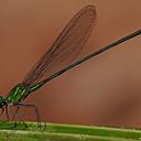 Image of Vestalis amabilis