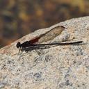 Image of Hetaerina longipes